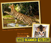 Scam - Kathy Hunter of Sierra Godl Bengals Cattery